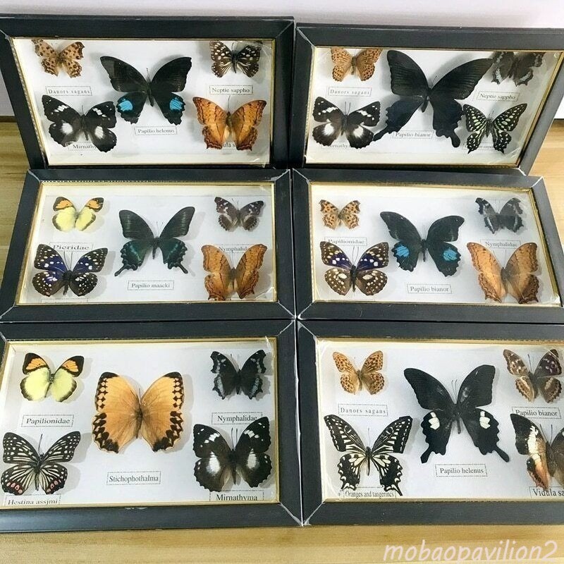 Pretty Butterfly Specimen PhotoFrame Artwork Home Decoration Teaching Collection