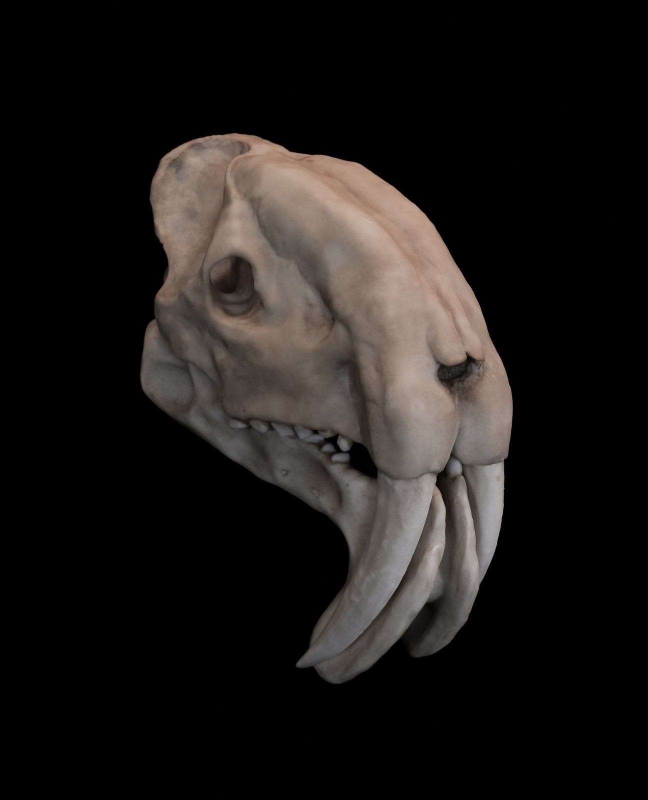 Thylacosmilus Atrox Skull Replica – Extinct Sabertooth Marsupial Display