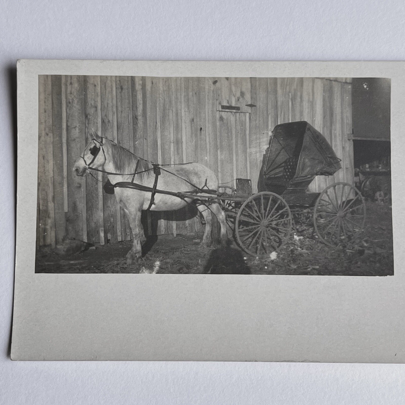 Antique RPPC Real Photograph Postcard Beautiful White Horse & Buggy Farming