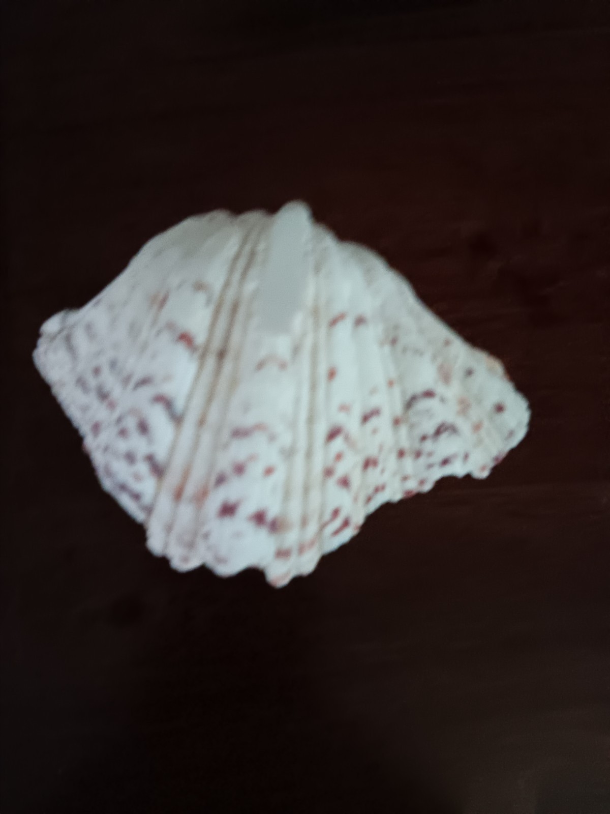 Bear Claw Clam Sea Shell (Hippopus Hippopus)
