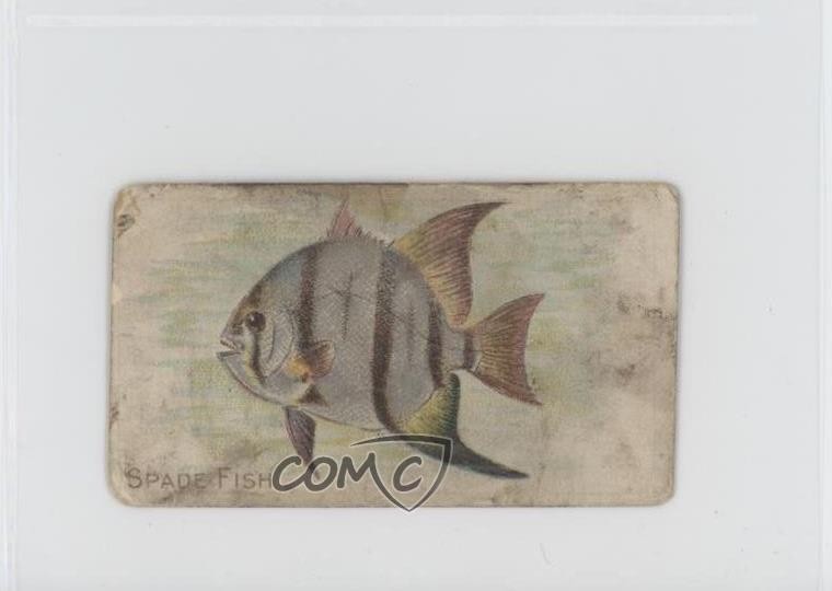 1910 ATC Series Sweet Caporal Factory 30 2nd Dist NY Back 1-100 Spade Fish 1t3