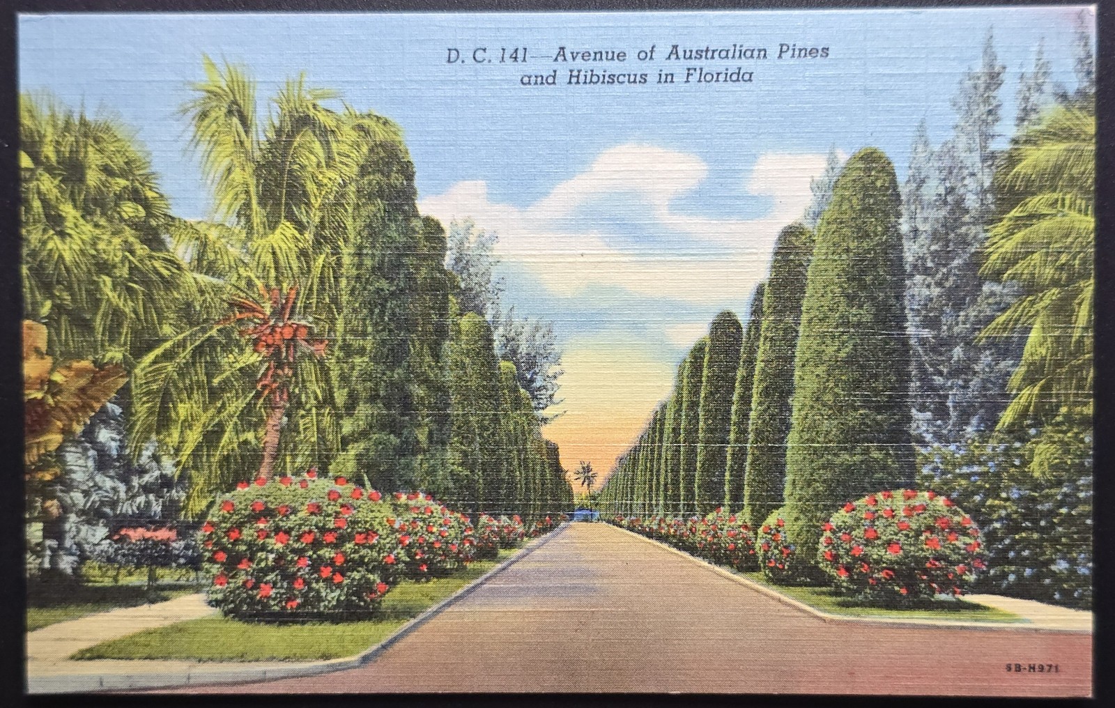 Avenue of Australian Pines and Hibiscus Florida Postcard Curt Teich Linen Era Avenue of Australian Pines and Hibiscus Florida Postcard Curt Teich Linen Era
