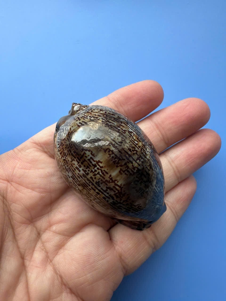 58.5mm | Mauritia arabica asiatica| F+++GEM| Pointed posterior end| RARE