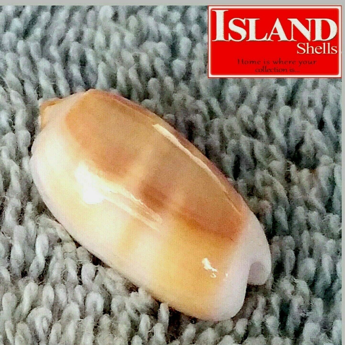Oliva carneola #2  22.1mm GEM GORGEOUS BEAUTY from Vanuatu