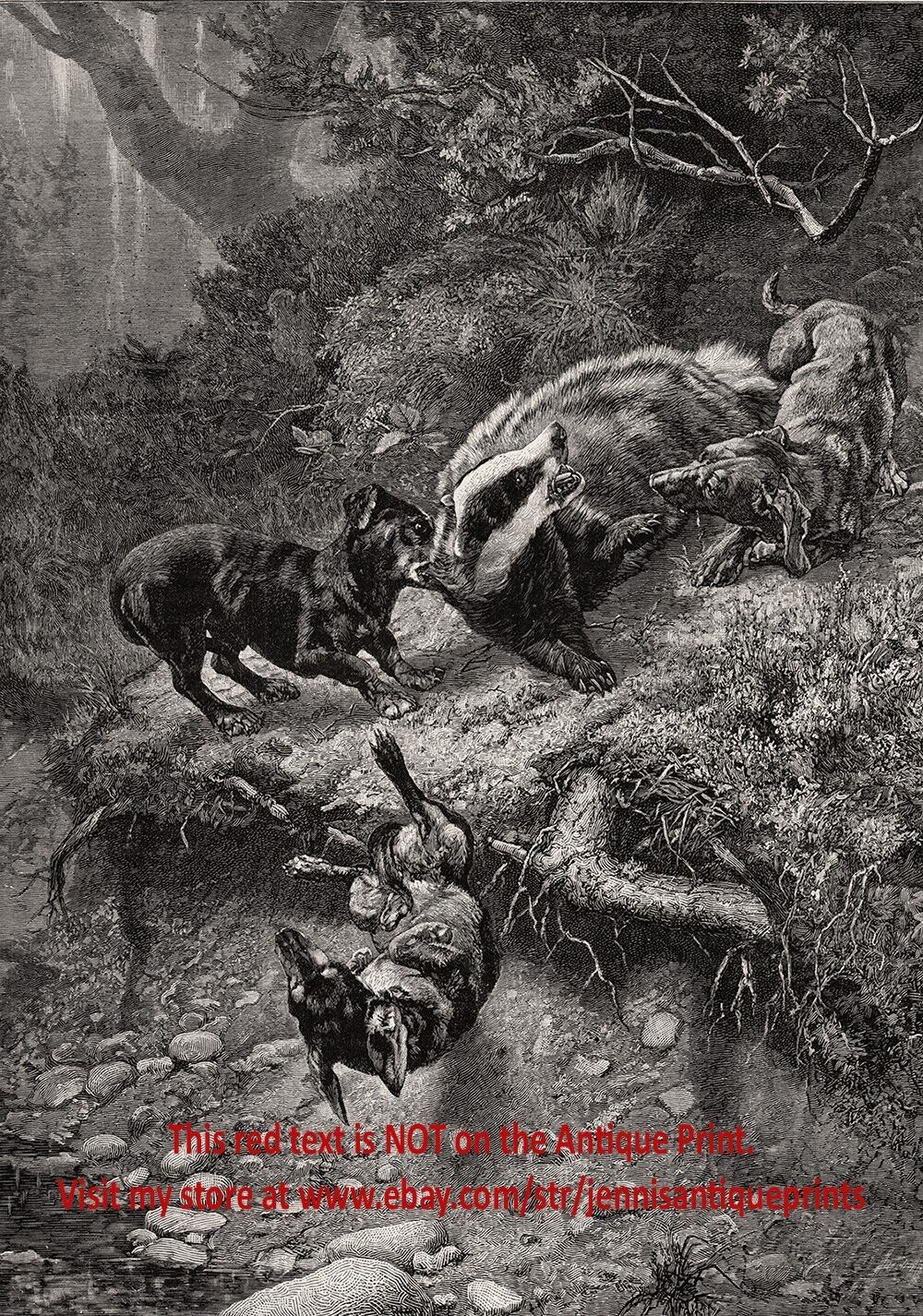 Dog Dachshunds Hunt Badger, Fierce Hunting Battle, Large 1890s Antique Print