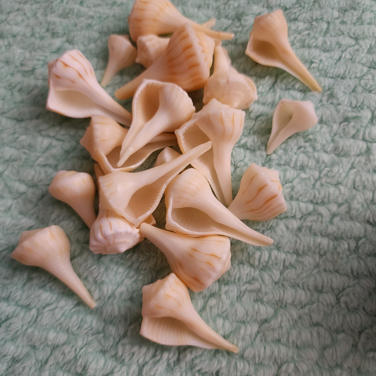 18  Small Baby Lightning Whelk Shells (0.5-2 inches) for Jewelry Making  Craft 