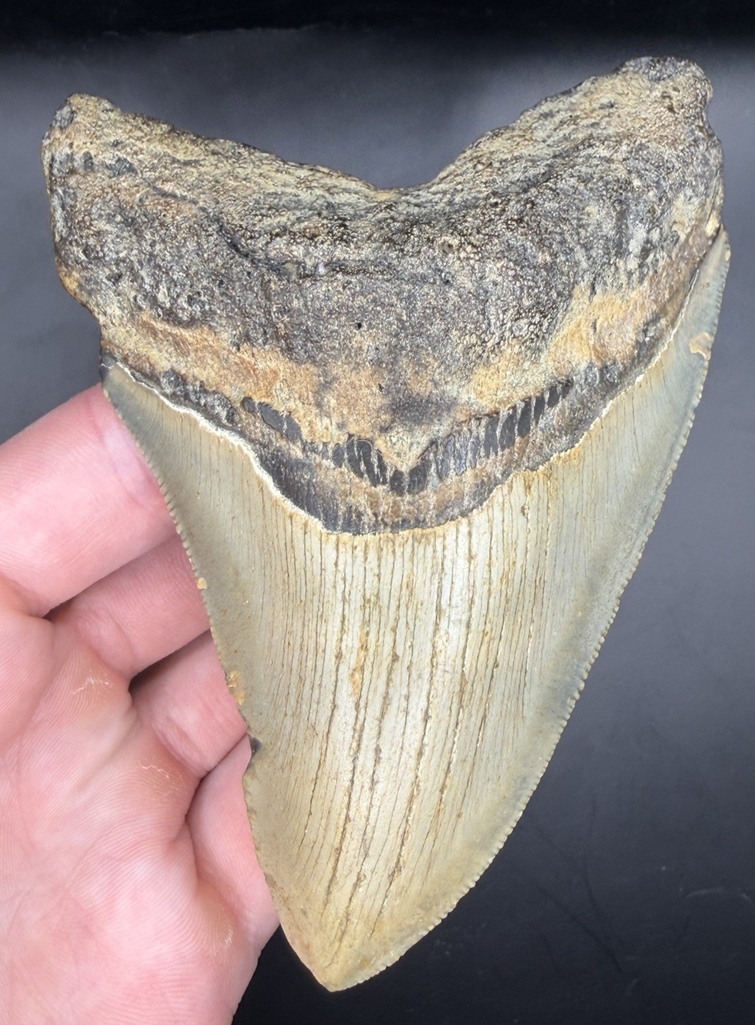 4.32” NC Ledge Megalodon Shark Tooth Fossil Real Shark Teeth 4.32” NC Ledge Megalodon Shark Tooth Fossil Real Shark Teeth