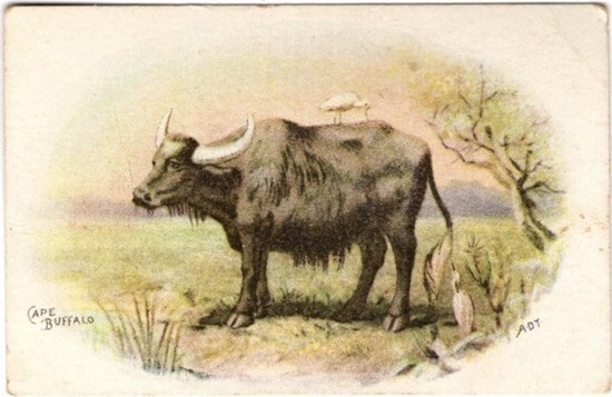 J12-A #6 Cape Buffalo, Cow Series, Dwight\'s Cow Brand Soda, John Dwight & Co. J12-A #6 Cape Buffalo, Cow Series, Dwight\'s Cow Brand Soda, John Dwight & Co.