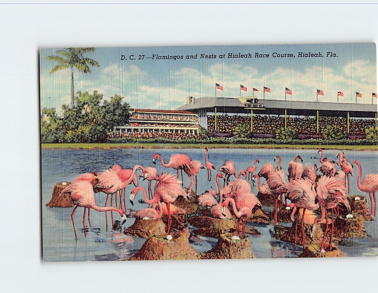 Postcard The Flamingos and Nests at Hialeah Race Course Hialeah Florida USA