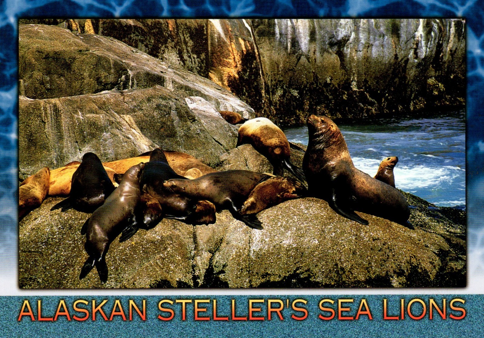 Stellar Sea Lions Kenai Fjords Alaska Postcard