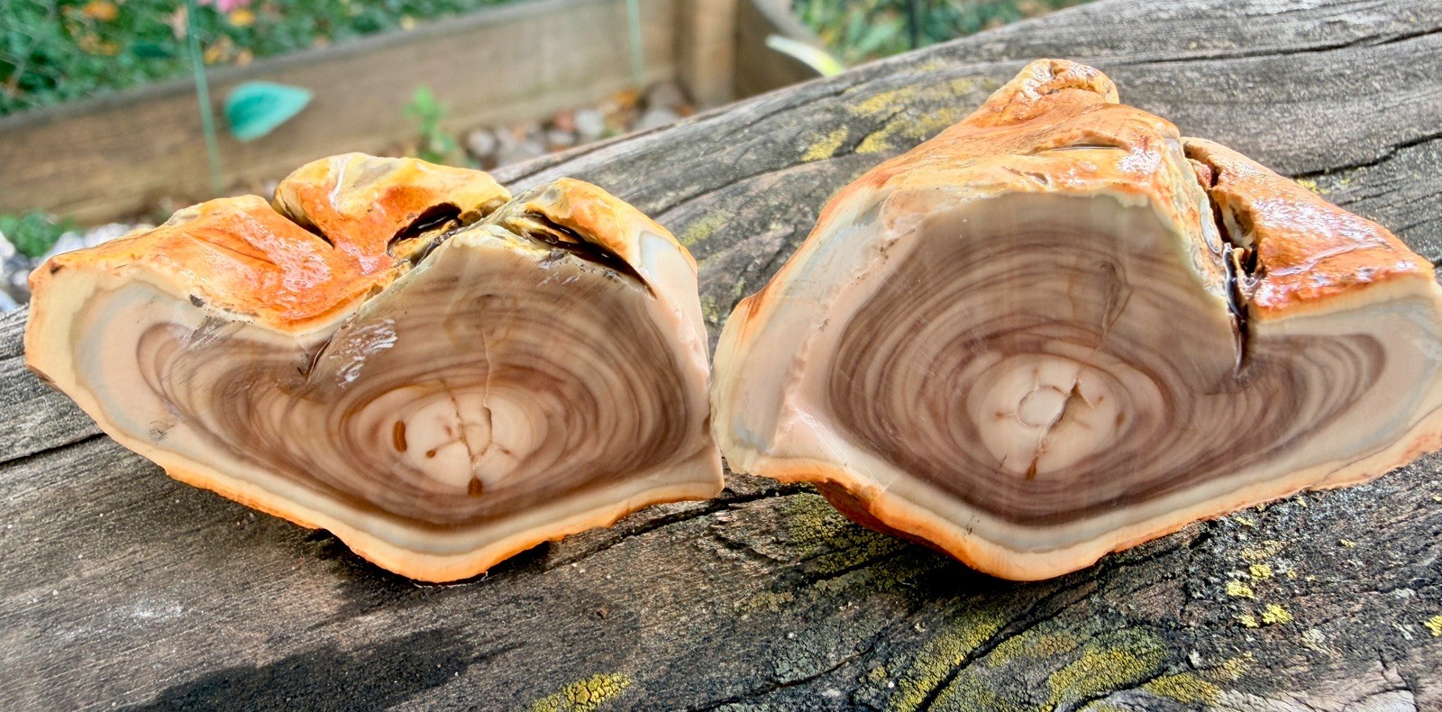 Blue Mountain Picture Jasper Matching Cut Pair Unpolished 3.53 oz Lapidary