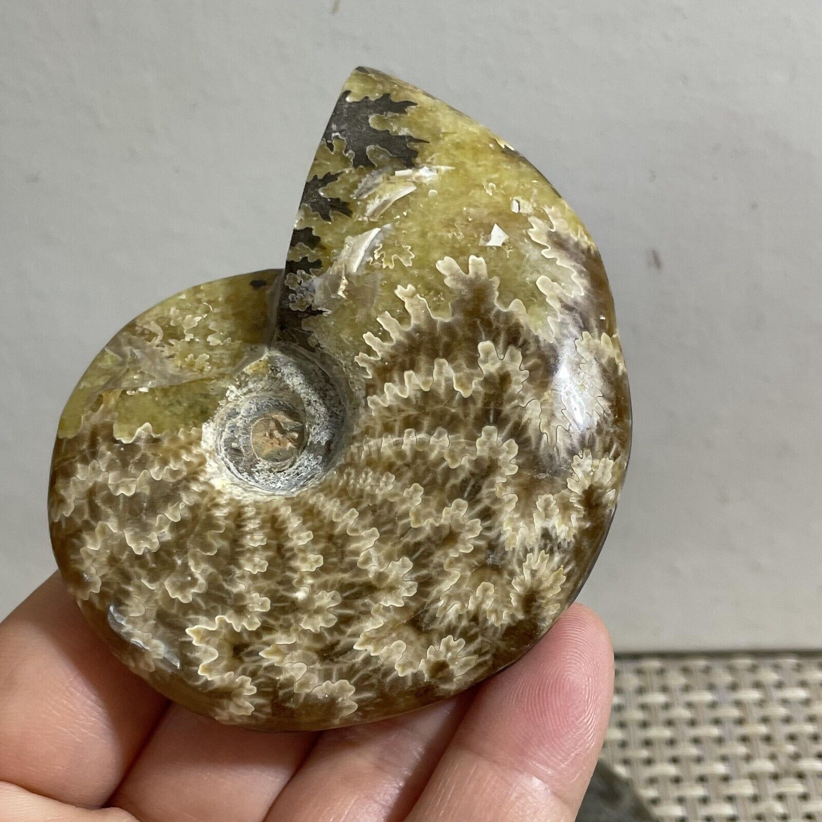 99g Natural polishing conch ammonite fossil specimens of Madagascar