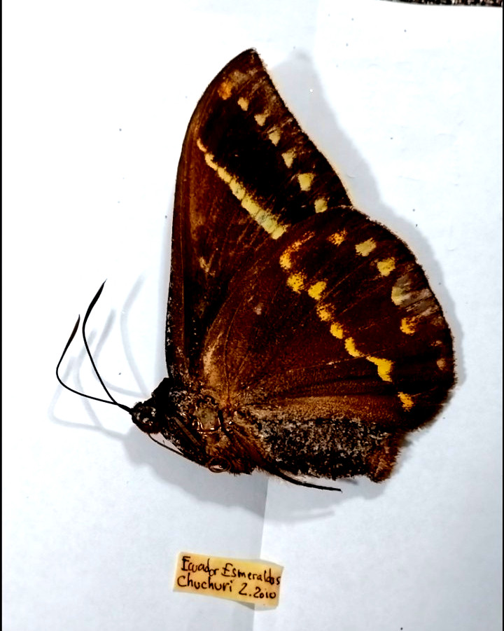 castnia amauta procera ,top rarity, huge,