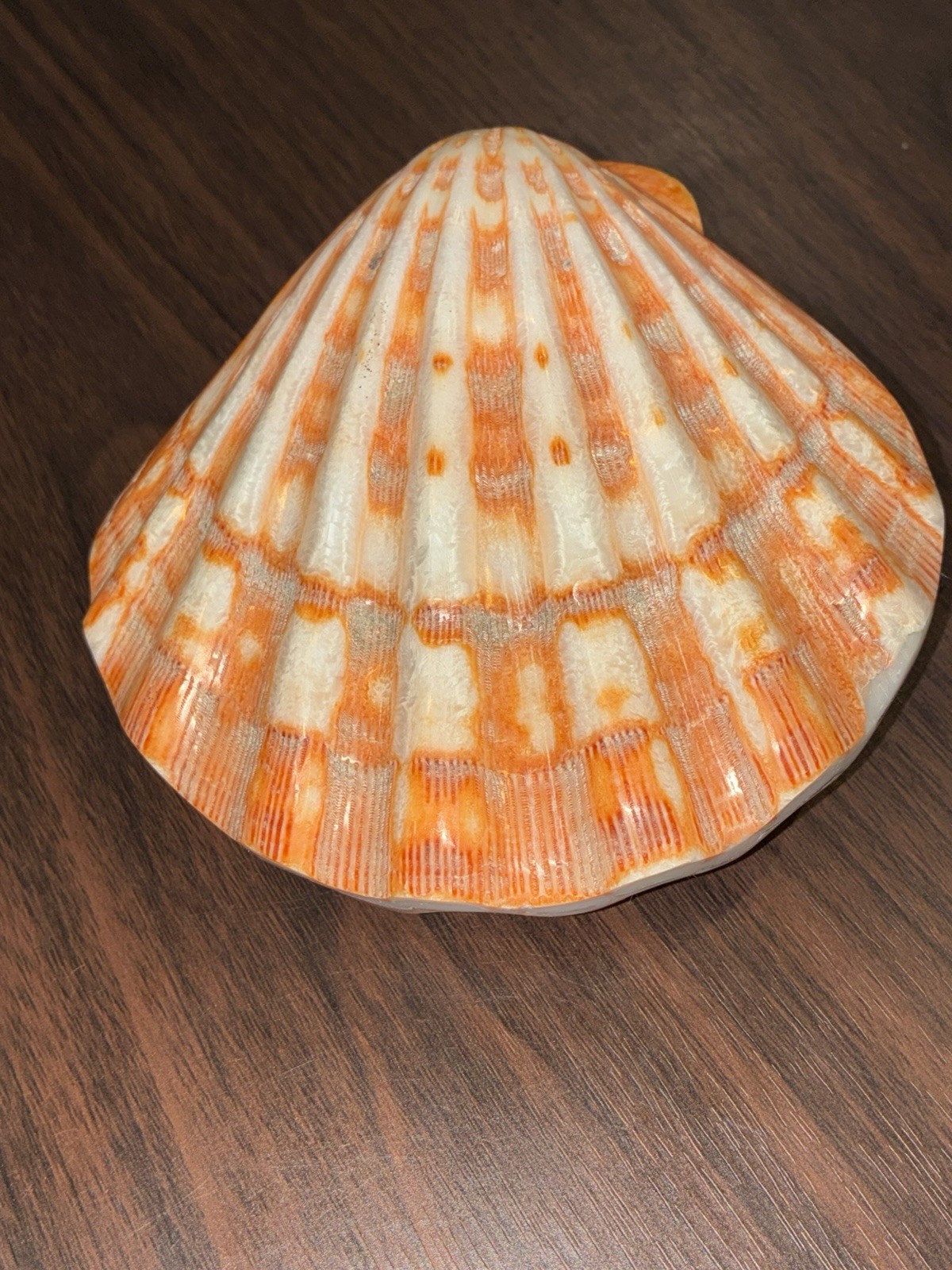 Polished Orange Lion\'s Paw Scallop Shell Bivalve Matching Pair Specimen 5-6\