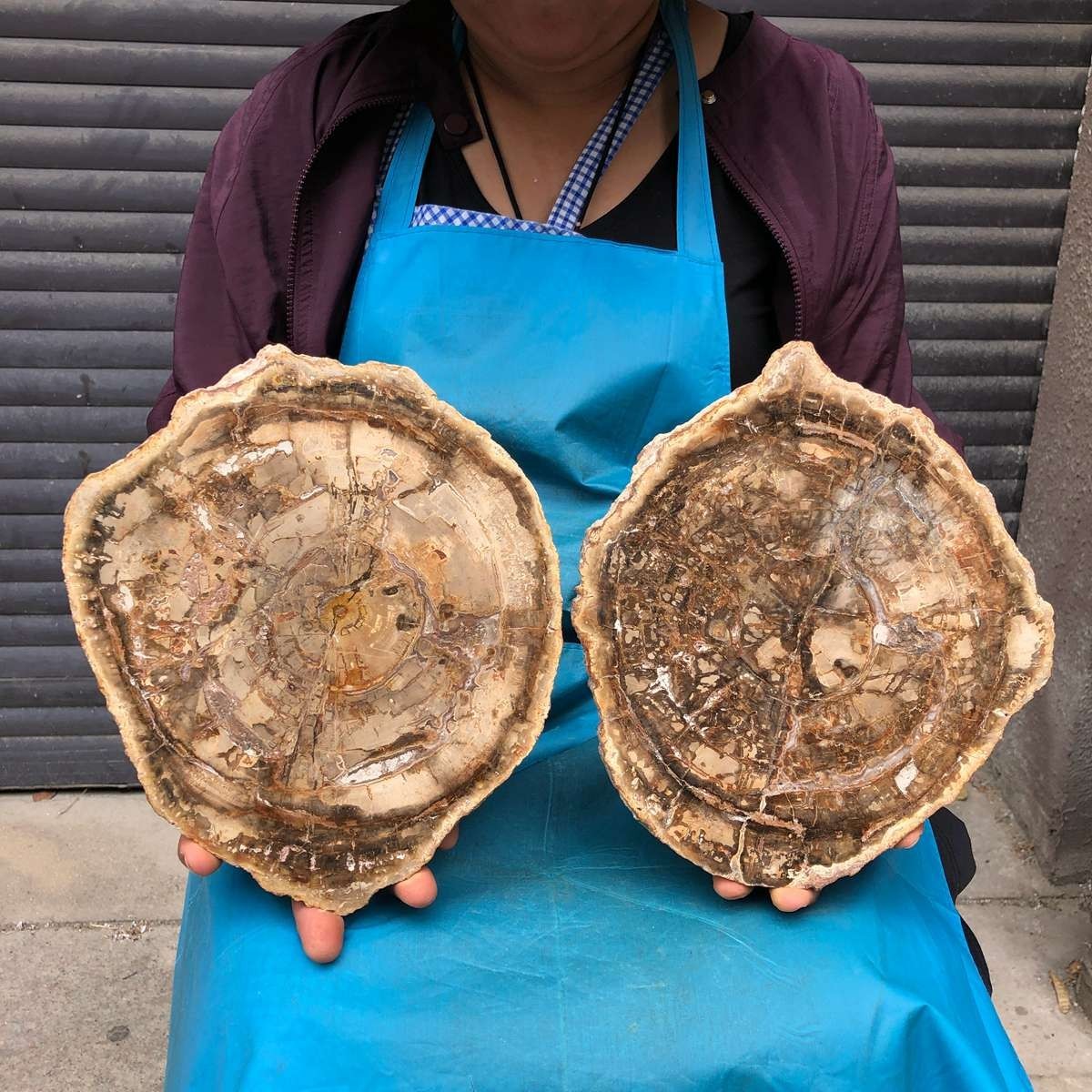 2pcs 7.12 LB Natural Petrified Wood Crystal Fossil Slice Crystal Specimen 6198
