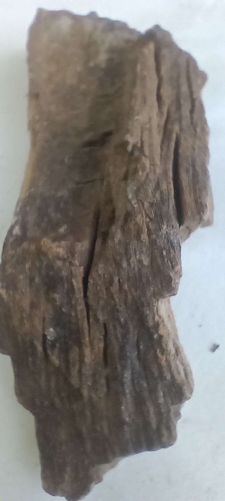 Petrefied Wood