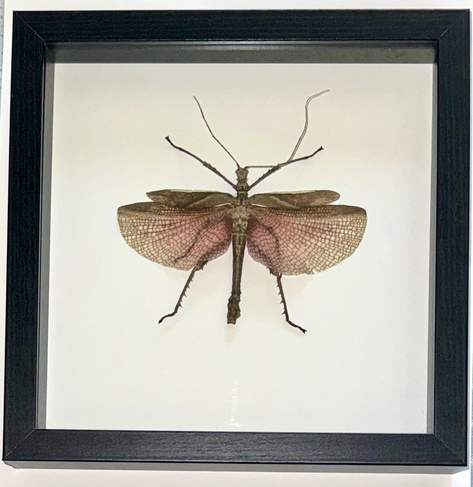 Framed Malayan Jungle Nymph (Heteropteryx dilatata) Stick Insect