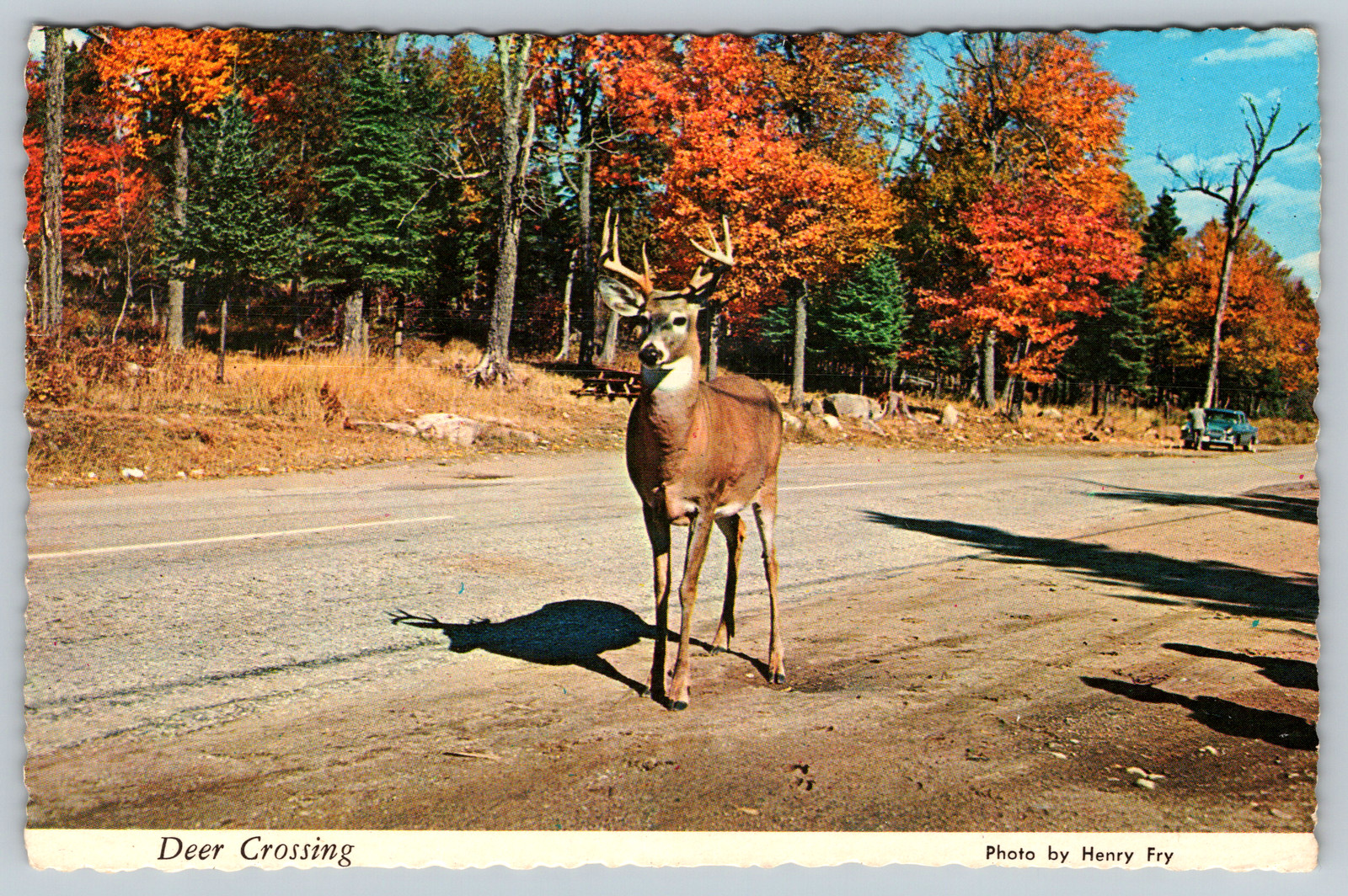 c1970s Deer Crossing Dirt Road Vintage Postcard