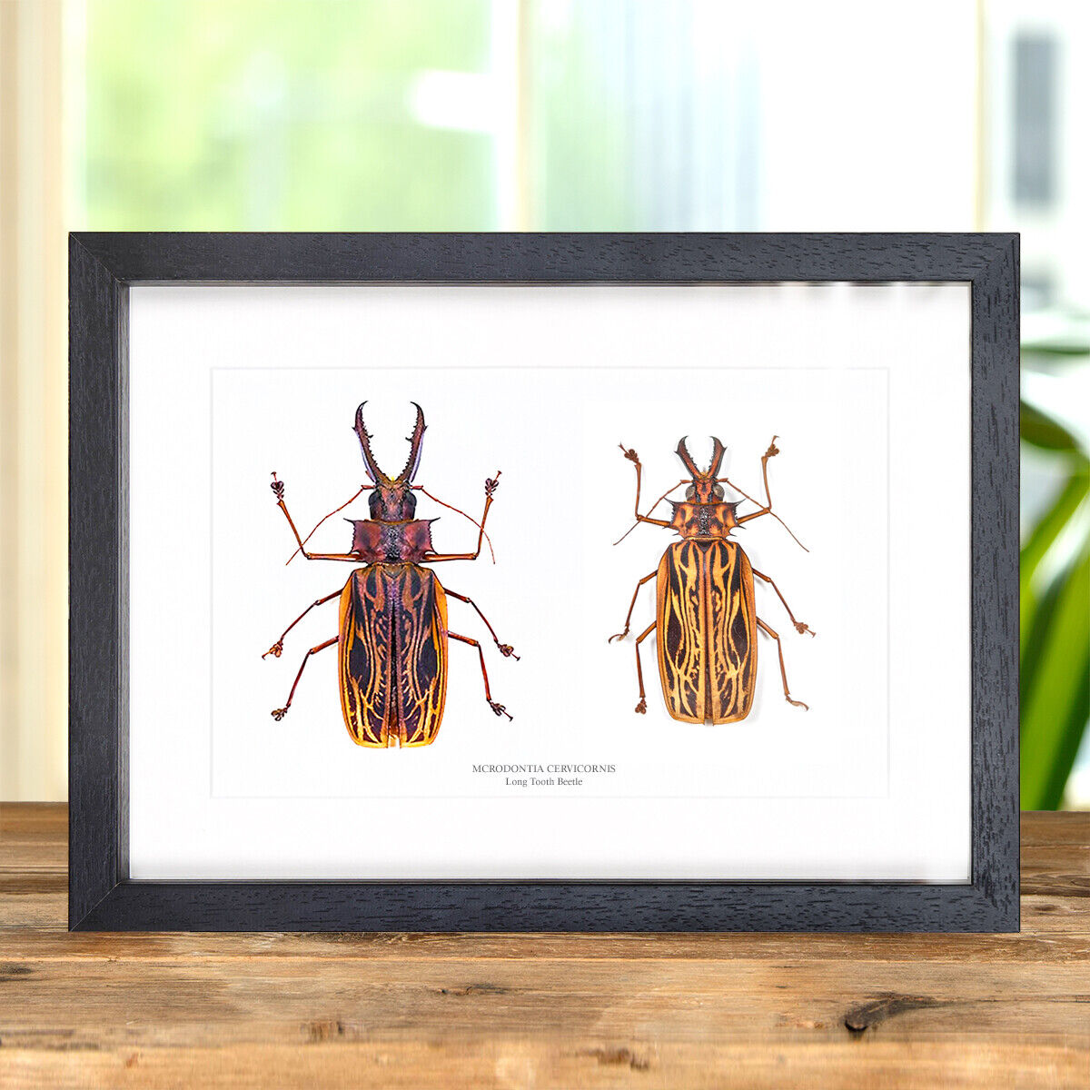 Sabertooth Longhorn Beetle Male & Female Pair in Box Frame (Macrodontia cervicor