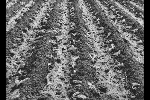 Photo:Tom Green County Texas 1939 Young Lettuce Truck Gardening FSA