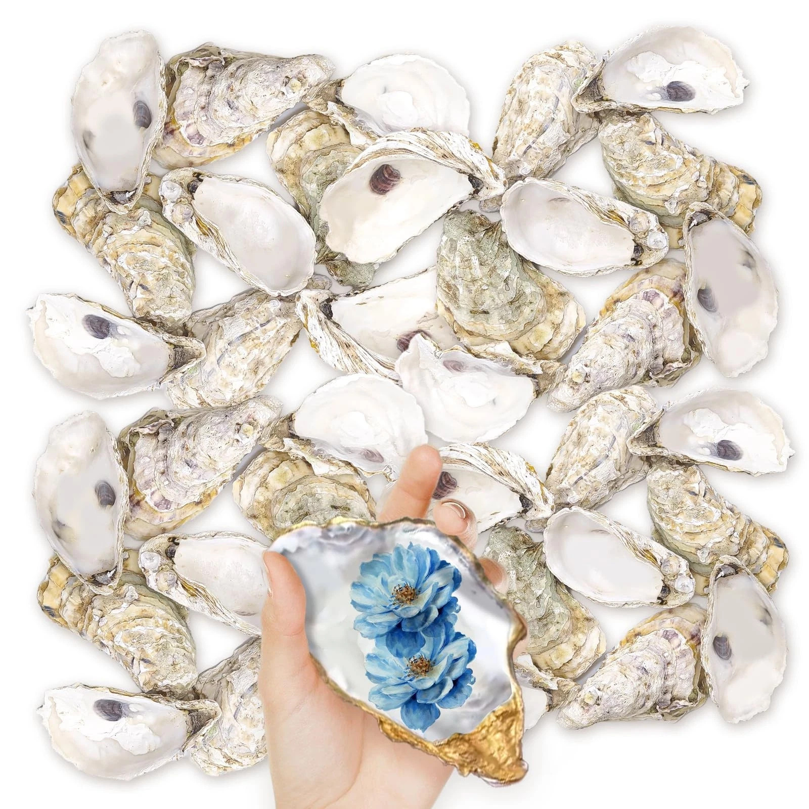 36PCS Oyster Shells 5
