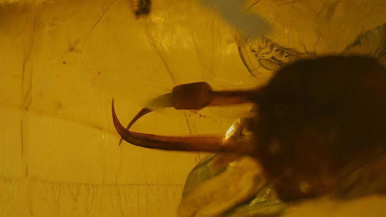 Special price Burmite amber Ant inclusion with long jaw