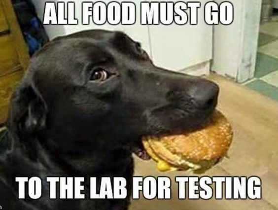 Funny Labrador dog refrigerator magnet 3 1/2 X3 1/2 Funny Labrador dog refrigerator magnet 3 1/2 X3 1/2
