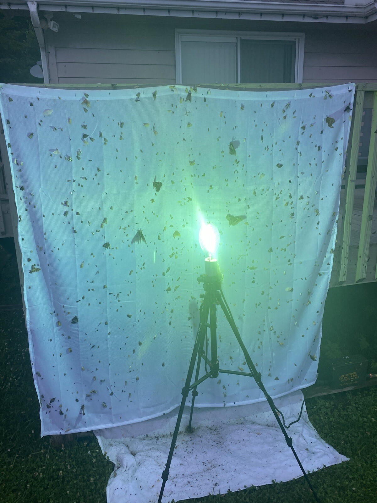professional Moth collecting light , ballast ,+ sheet Only 1 on Ebay 175 watt professional Moth collecting light , ballast ,+ sheet Only 1 on Ebay 175 watt