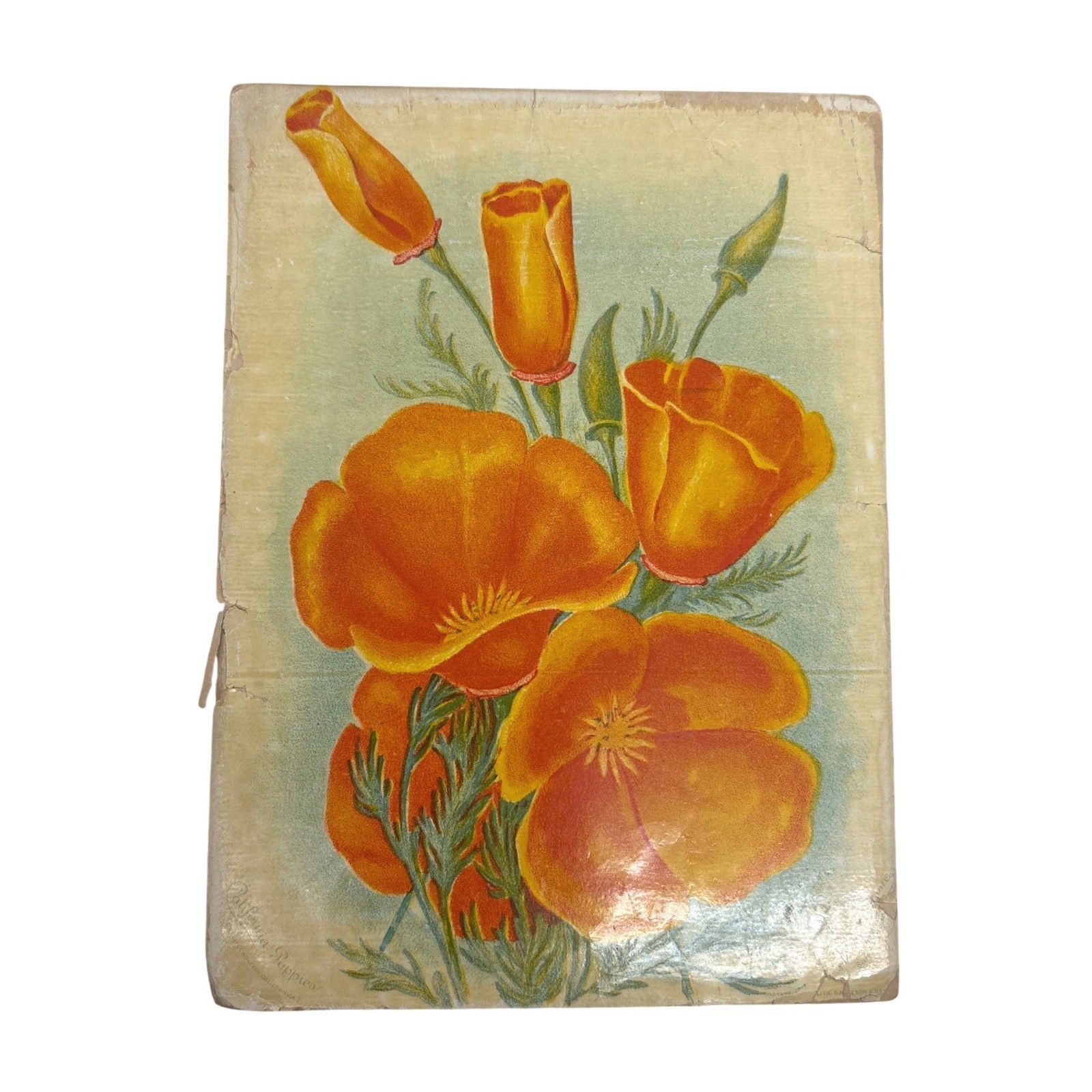 5 Antique Sunset Seed & Plant Co California Poppies Litho Ephemera San Francisco
