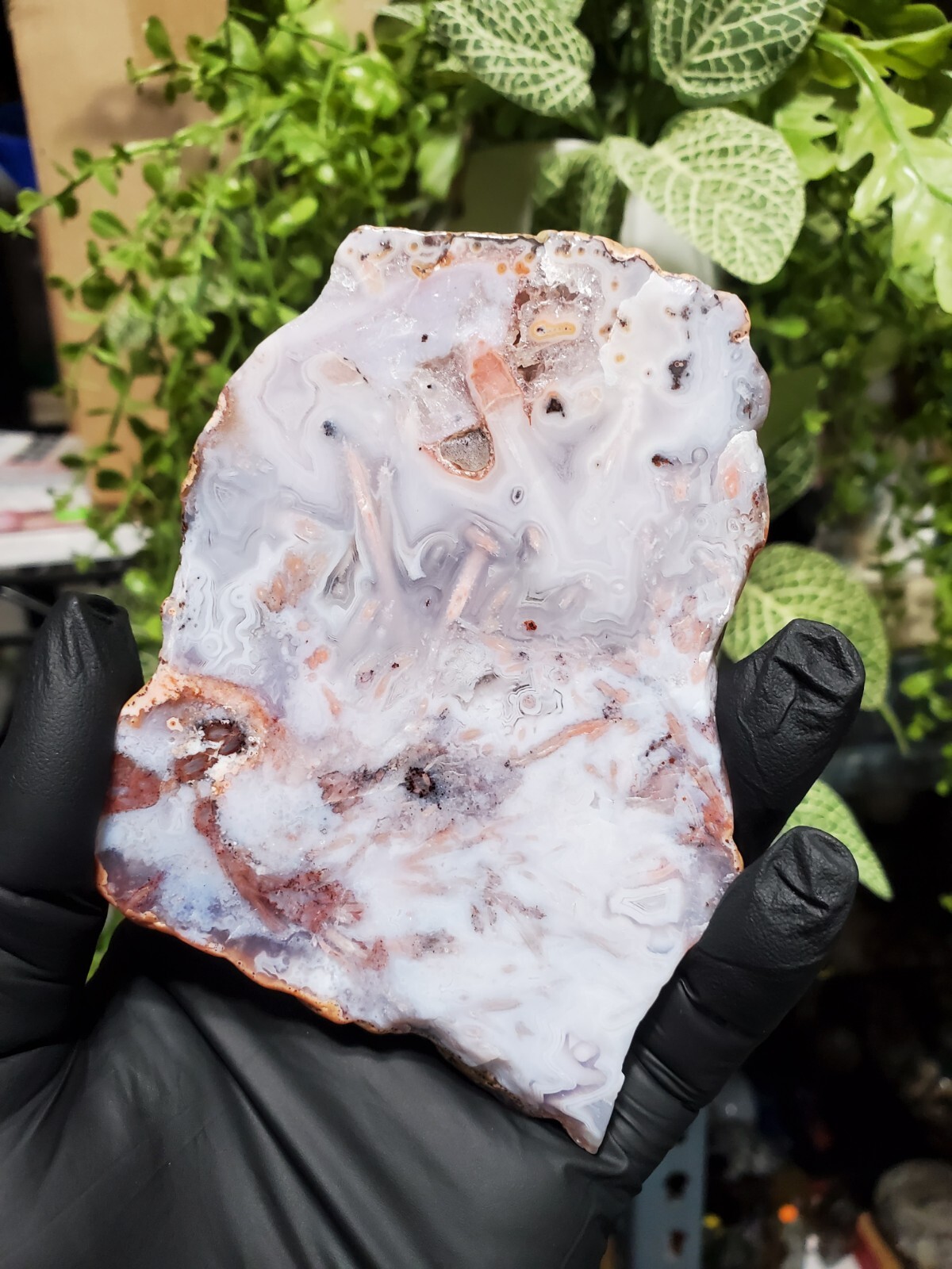 Polished Pink Crazy Lace Slab  144g 