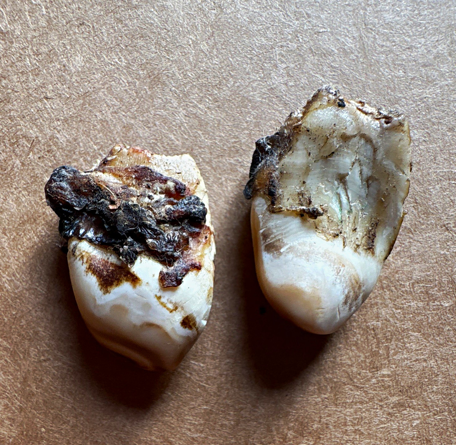 Elk Ivory Teeth  Pair - Set of 2 Natural Elk. Photo of Elk in photos. Uncleaned