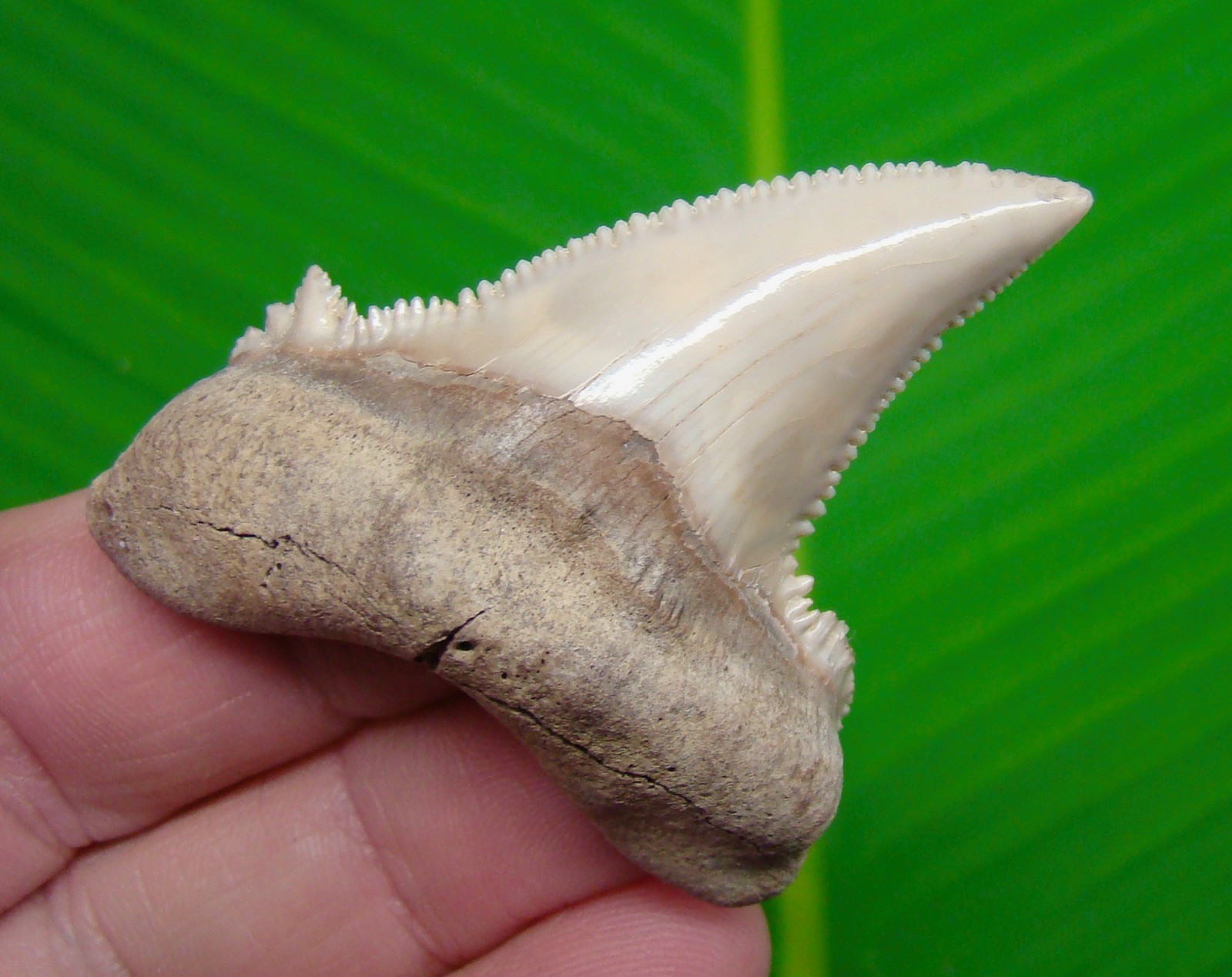 AURICULATUS Shark Tooth  2.34” REAL FOSSIL - KAZAKHSTAN  RARE