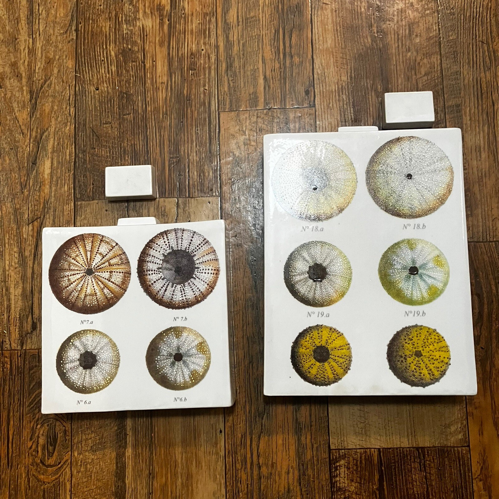 Fabienne Jouvin Paris - Sea Urchin Specimens - Set Of Decanters (rare) Tozai
