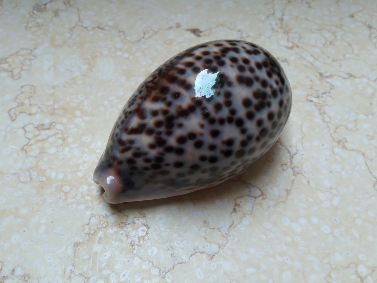 F Cypraea pantherina wow colour  93.6mm F++++F+++ red sea shell natural glossy