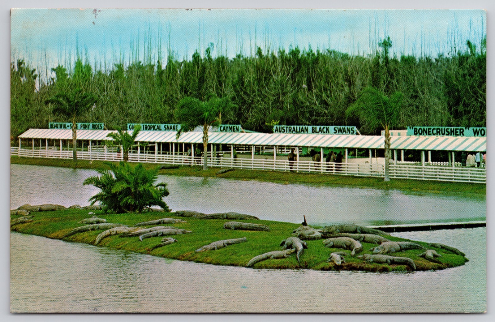 Gatorland Orlando Florida FL Gators Island Roadside Attraction Postcard c1960s