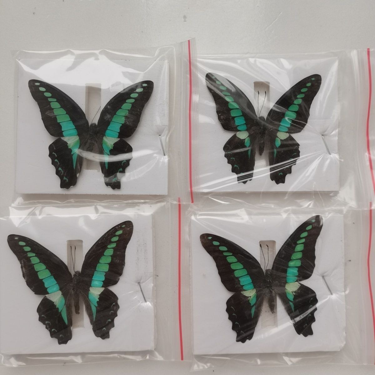 10 Real Common Bluebottle Butterfly Specimens Graphium sarpedon Spread A- DIY