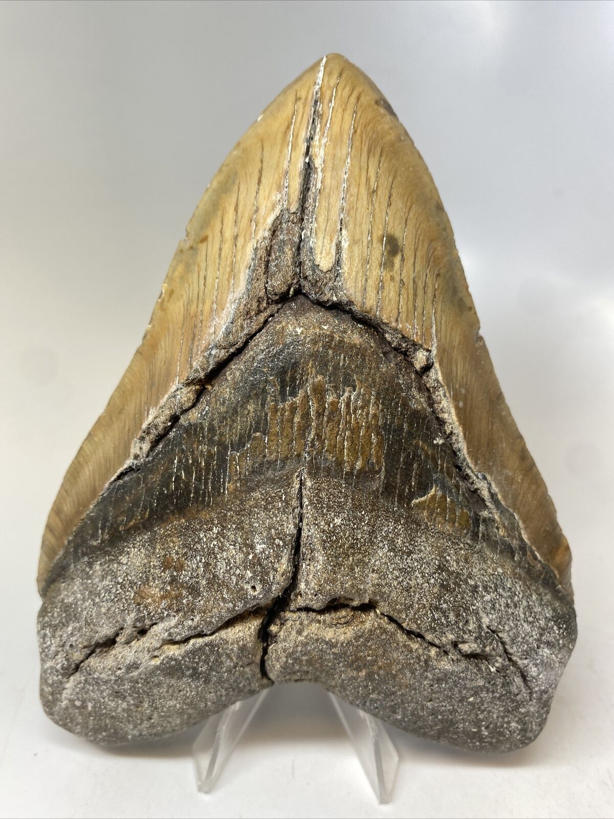 Megalodon Shark Tooth 5.87” Huge - Authentic Fossil - Natural 14322