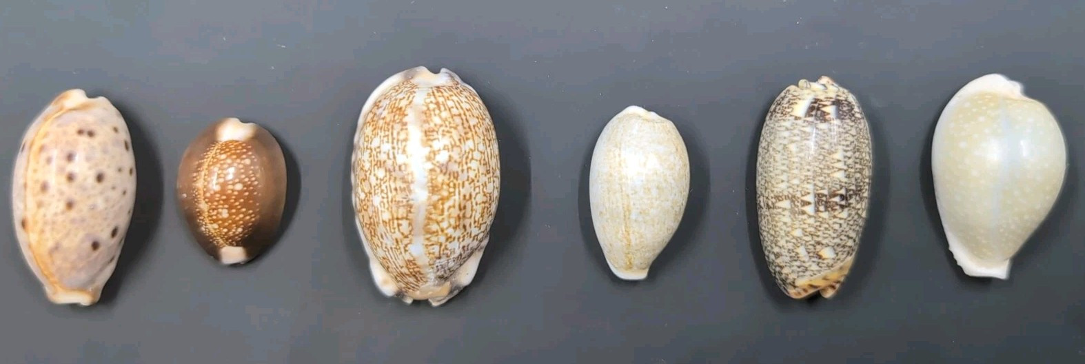 Seashells Cypraea Arabica Erronea Oliva Camelopardalis Lynx Monetaria Lot of 6