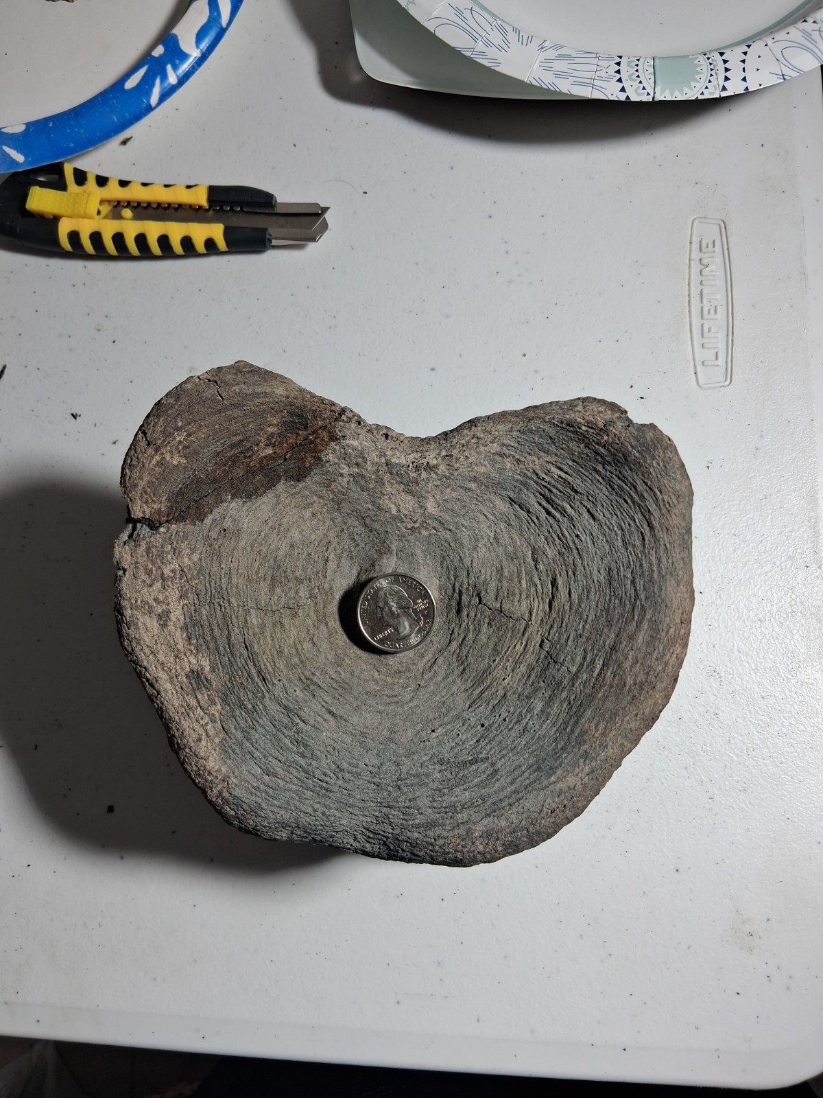 Huge XXL Megafauna VERT BACKBONE ICE AGE EXTINCT Huge XXL Megafauna VERT BACKBONE ICE AGE EXTINCT