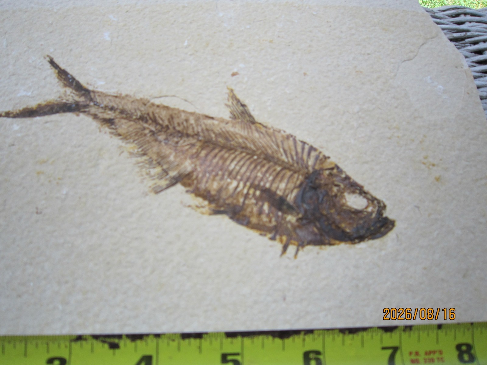 Great Diplomystus dentatus Fossil Fishes Green River Formation Wyoming