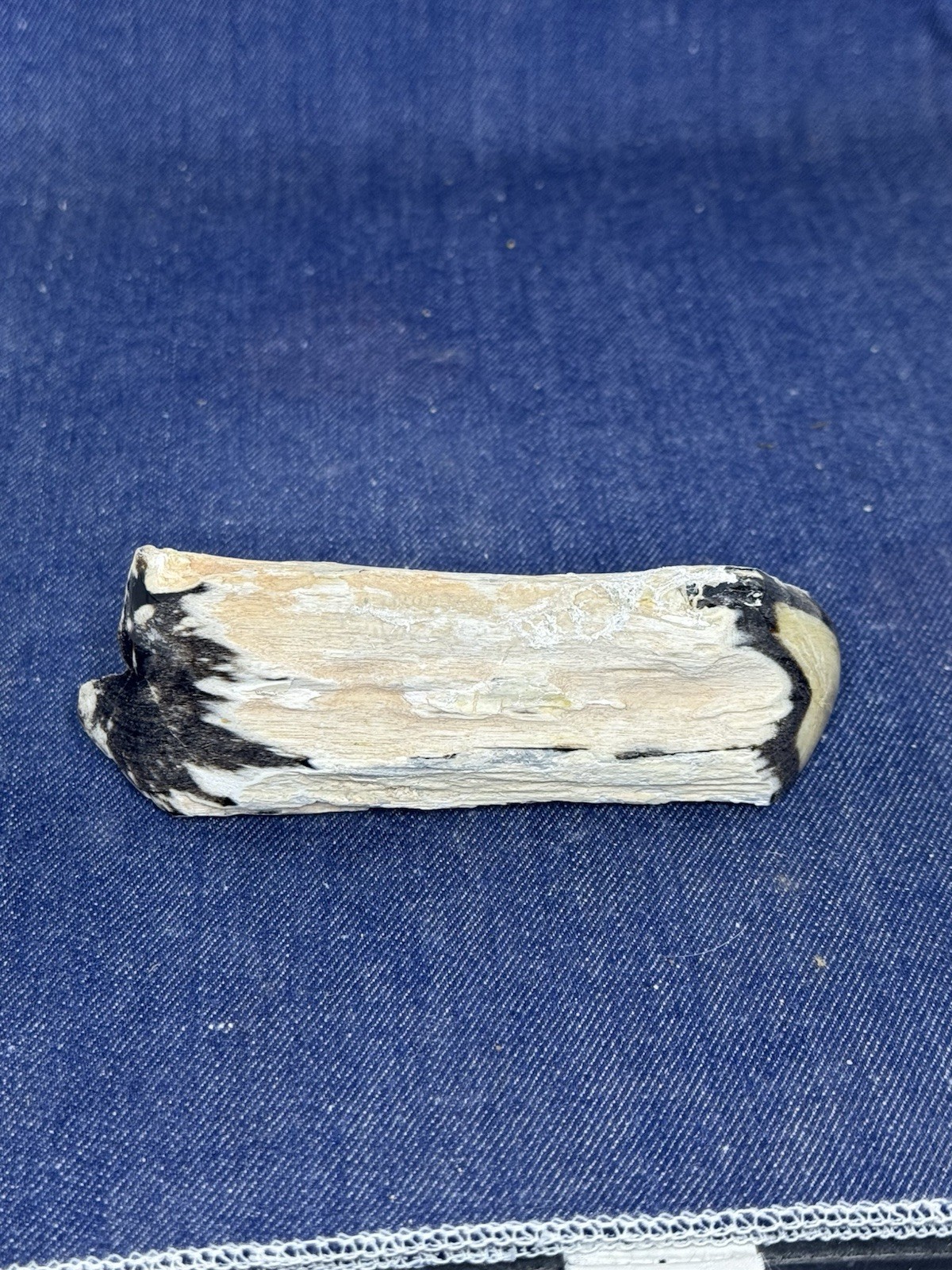 Blue Forest Petrified Wood Display Piece ( Wyoming)