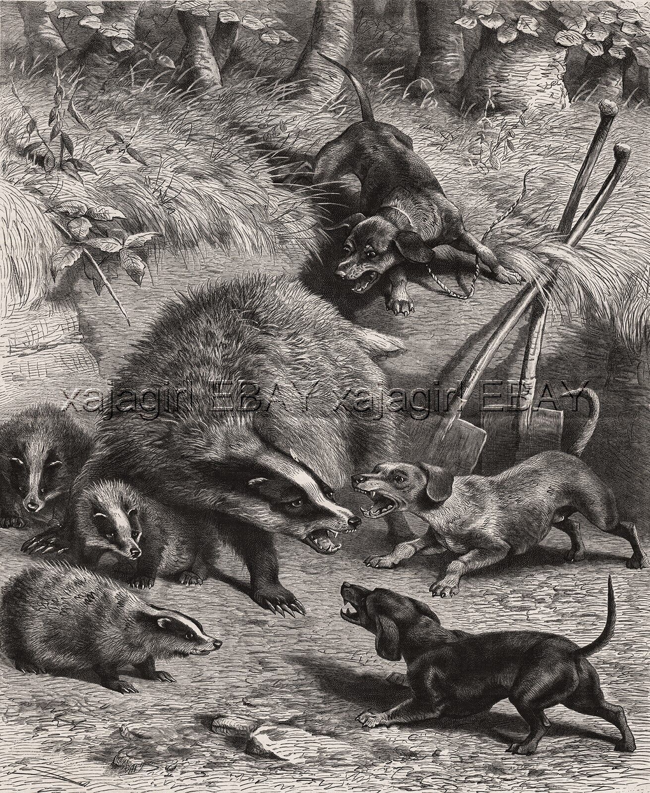 Dog Dachshund Dogs Fight Badger Mother & Babies, Large 1880s Antique Print