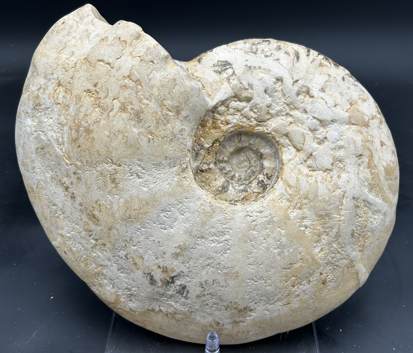 BIG 12” Texas Cretaceous Fossil Ammonite Eopachydiscus Marcianus,Duck Creek Fm