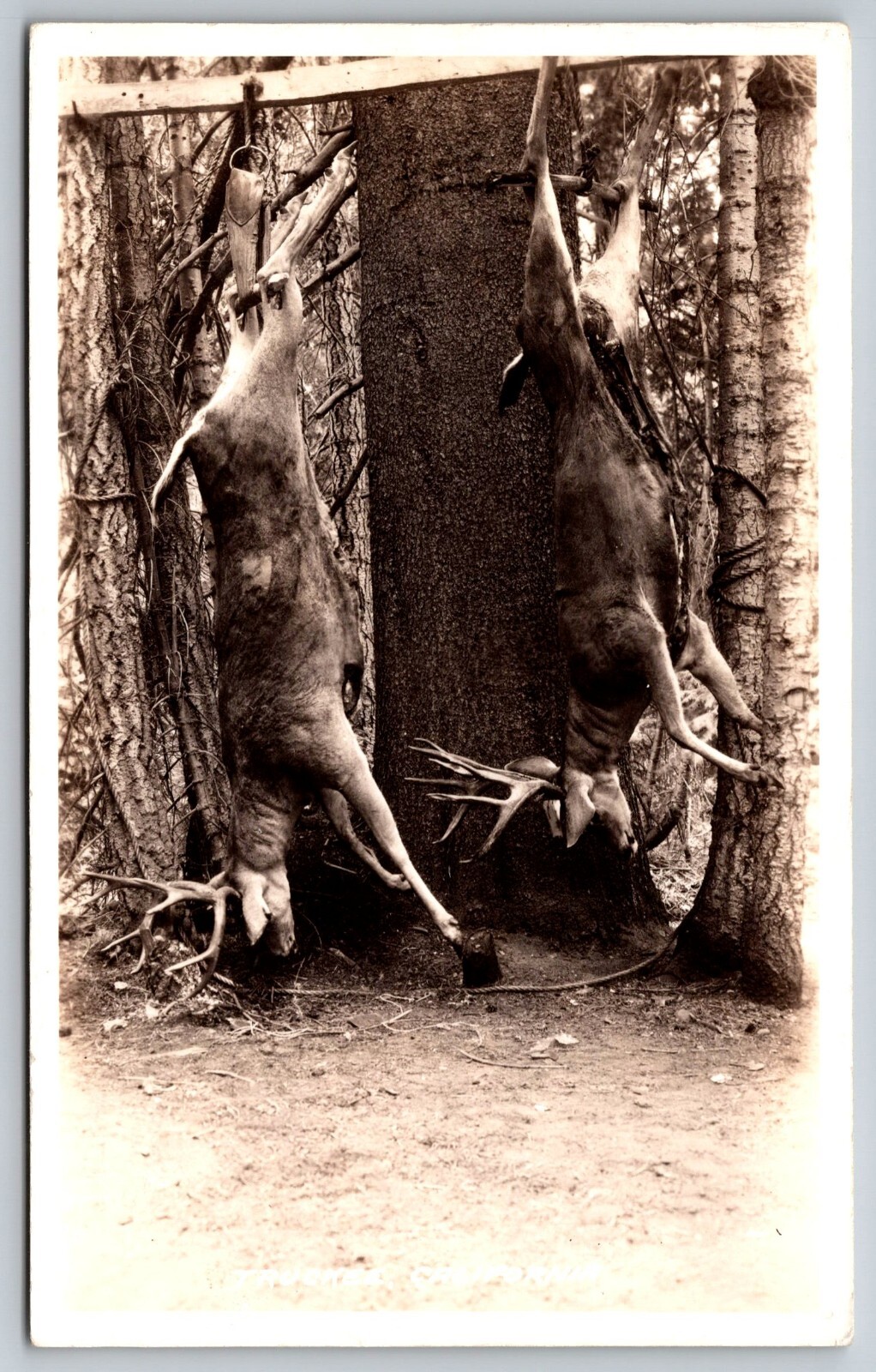 RPPC Postcard Hunting Deer Kill Whitetail Huge Racks Truckee Calif. *8846