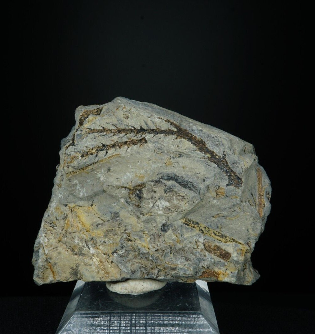 Pine Stems / Blackhawk Formation, Utah / Rare Fossil Specimen