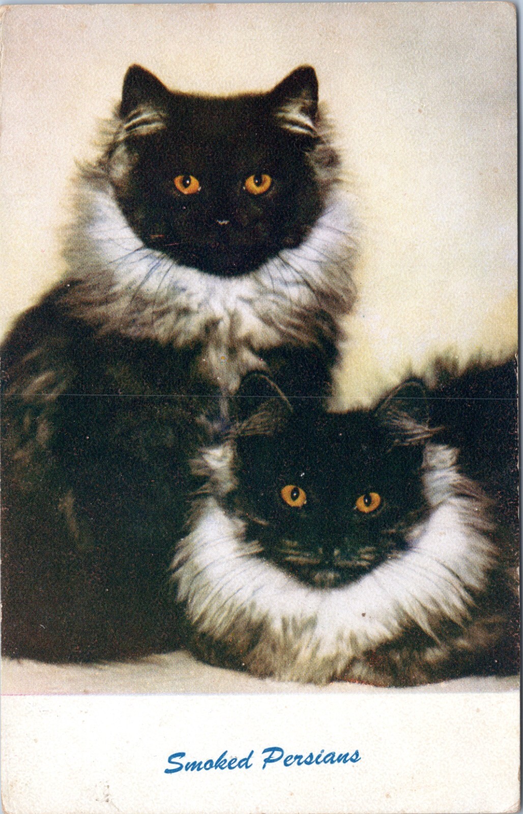c1950s, Smoked Persians, beautiful cats, very nice vintage card c1950s, Smoked Persians, beautiful cats, very nice vintage card