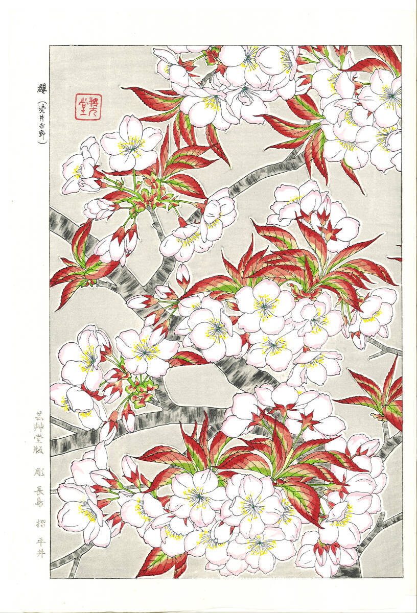 Kawarazaki Shodo/Antique Japanese Ukiyo-e Woodblock Print/Cherry Blossom/Japan