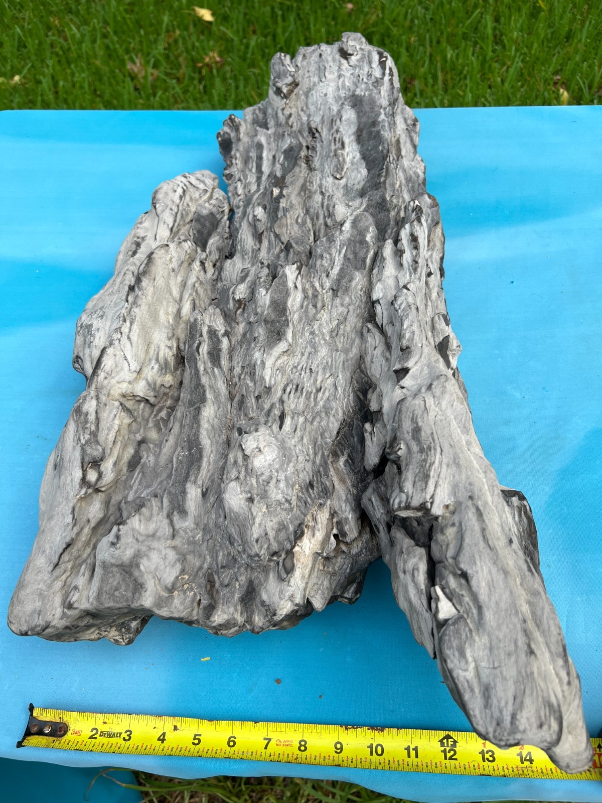 Texas Petrified Wood 35x17x7” Large Tropical Hardwood Log Brazos County Fossil