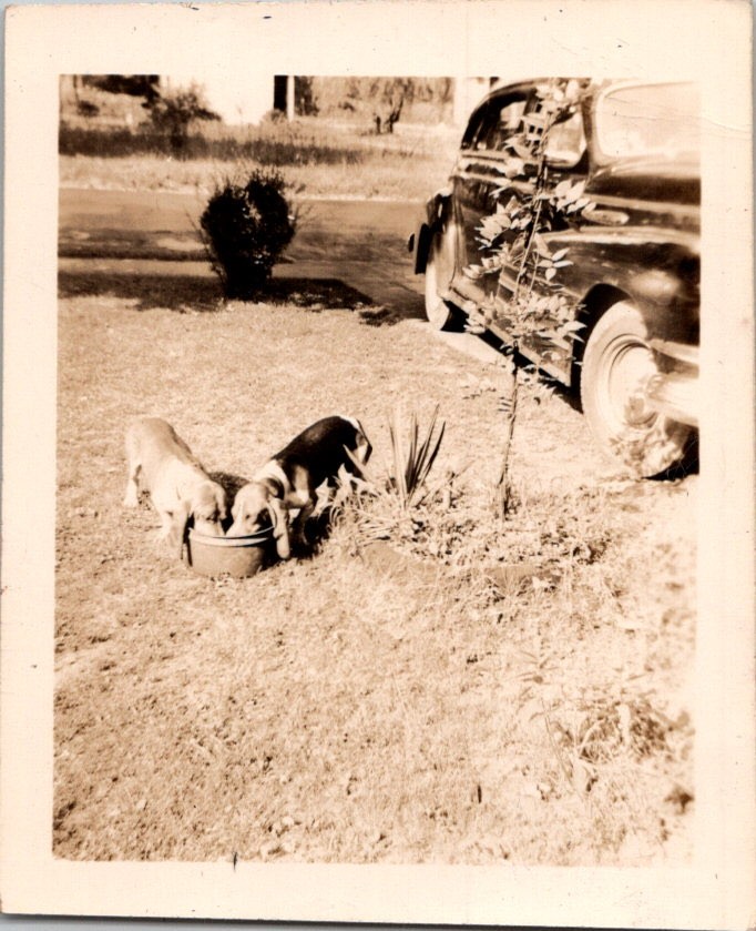 Vintage Snapshot Photograph 1940s-50s Two Puppies Dogs Drinking Bowl Car Lawn Vintage Snapshot Photograph 1940s-50s Two Puppies Dogs Drinking Bowl Car Lawn
