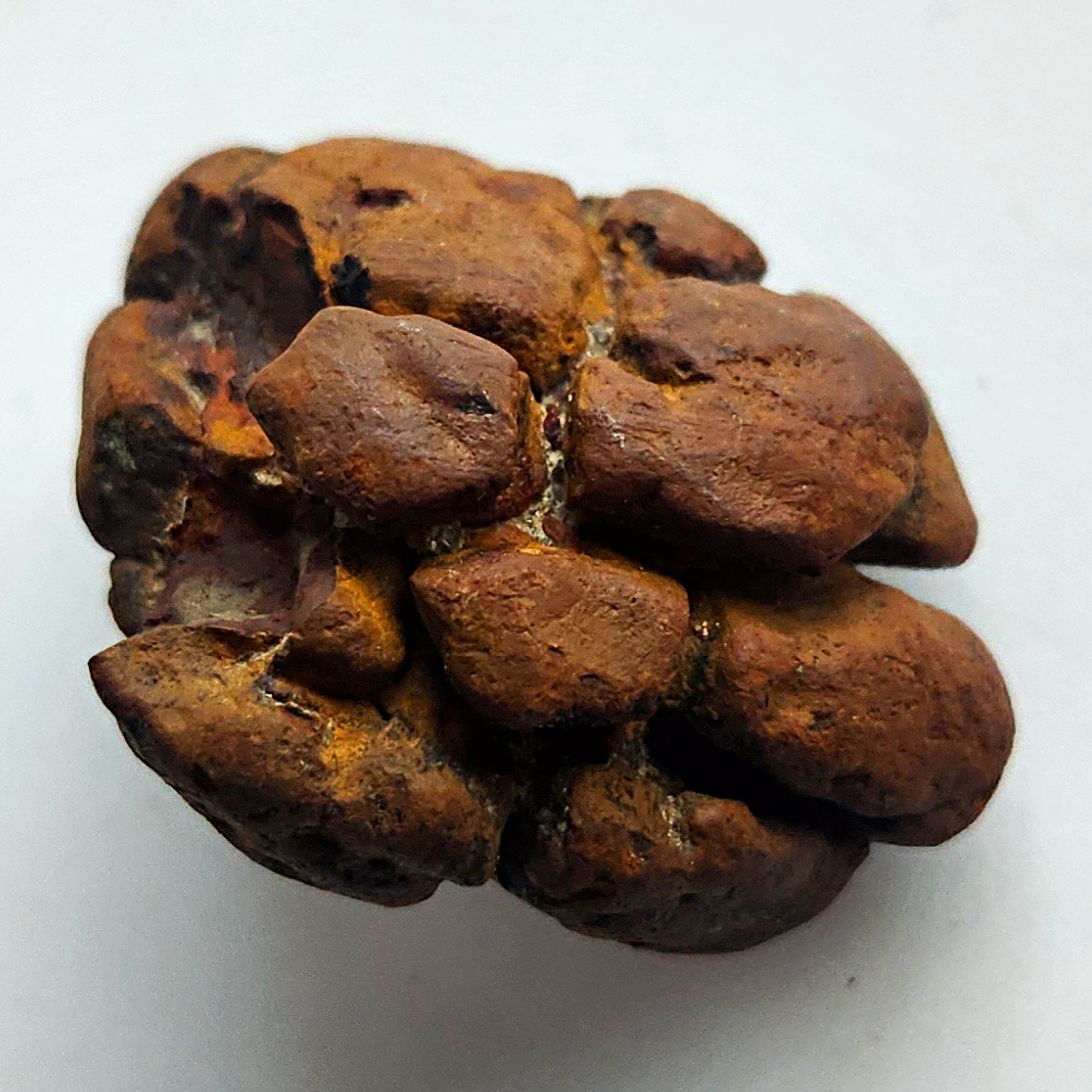 48g Natural Brown Ammonite Fossil Specimen Collectable Display Specimen